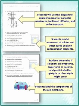 Cell Transport Review Worksheet Answers Fresh Cell Transport Worksheet Osmosis Diffusion by Amy Brown