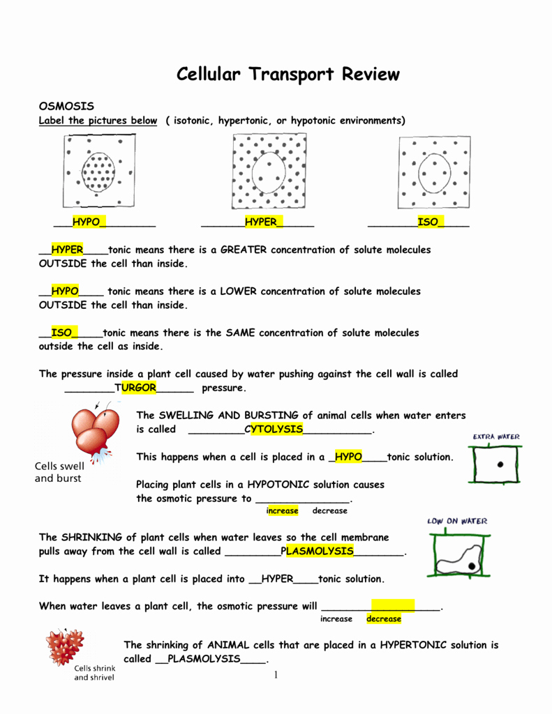 50 Cell Transport Review Worksheet Answers