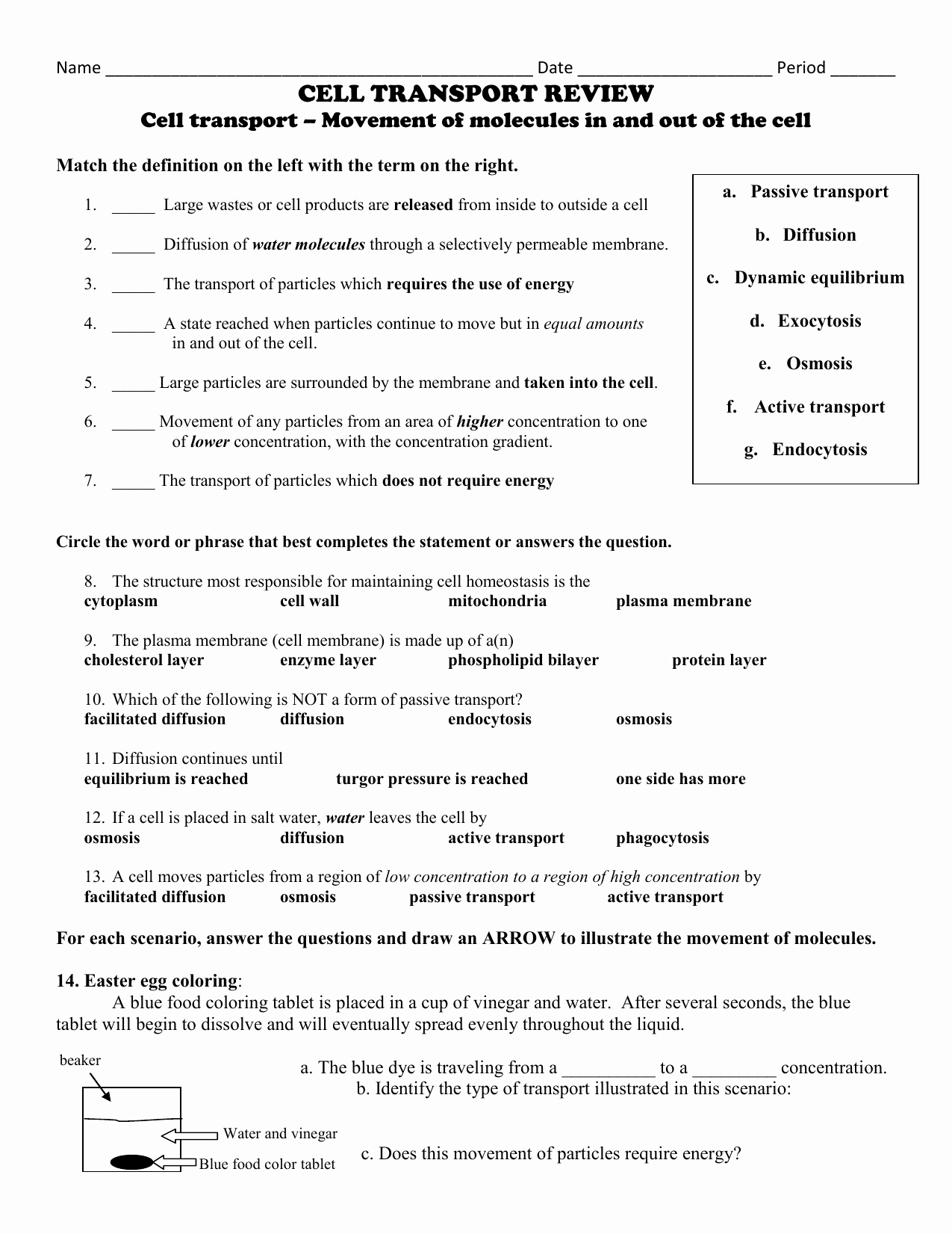 Cell Transport Review Worksheet Beautiful Cell Transport Worksheet Answers