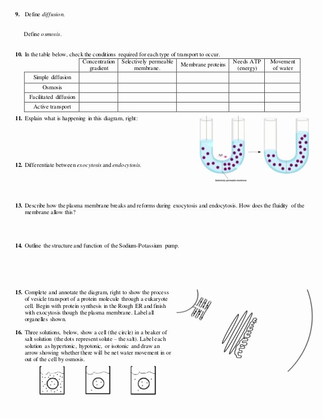 Cell Transport Review Worksheet Inspirational Ib Cell Membrane &amp; Transport Review 1 3 1 4