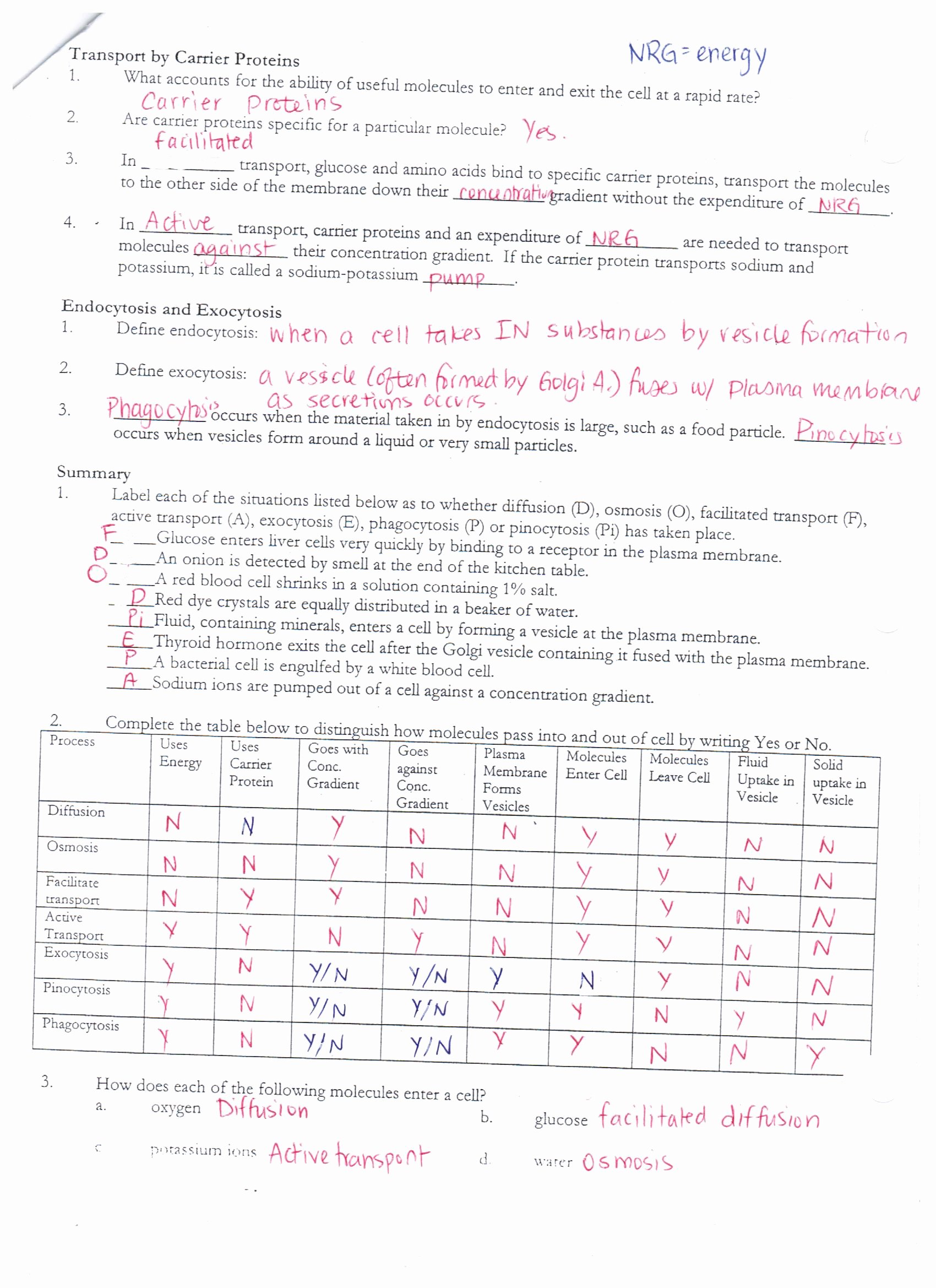 Cell Transport Worksheet Answers Luxury Ms Ghtaura S Class Science Class