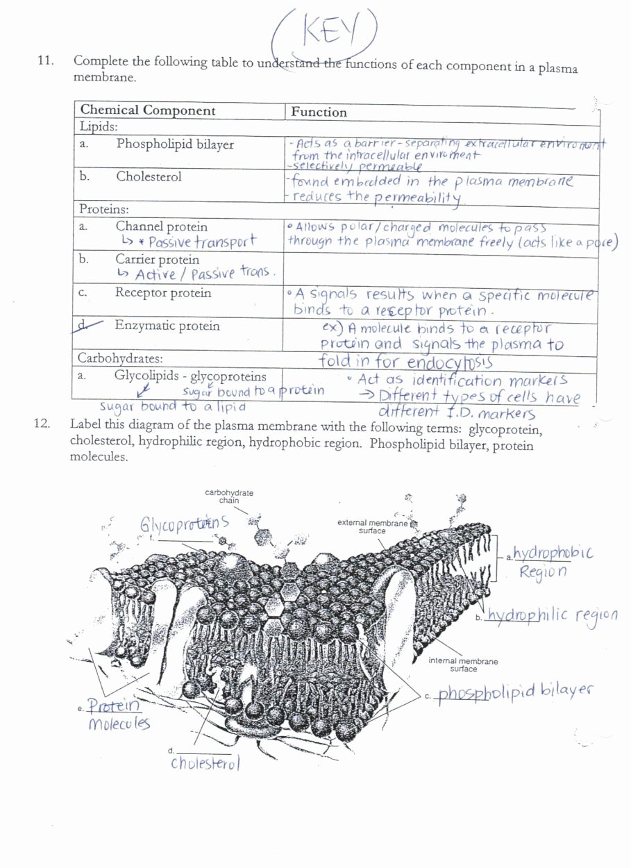 Cell Transport Worksheet Biology Answers Awesome Download Acumen Cell Membrane and Transport Worksheet Aaa