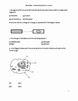 Cell Transport Worksheet Biology Answers Elegant High School Biology Worksheet Cellular Transport