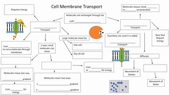 Cell Transport Worksheet Biology Answers New Cell Membrane Transport Mind Map by Miller Biology