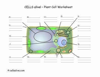 Cells Alive Cell Cycle Worksheet Awesome Cells Alive Worksheet