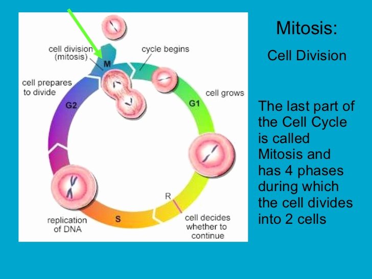 Cells Alive Cell Cycle Worksheet Beautiful Cell Division Mitosis and Meiosis