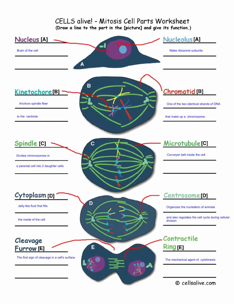 Cells Alive Cell Cycle Worksheet Fresh Download This Brain the Cell Make Ribosome Subunits