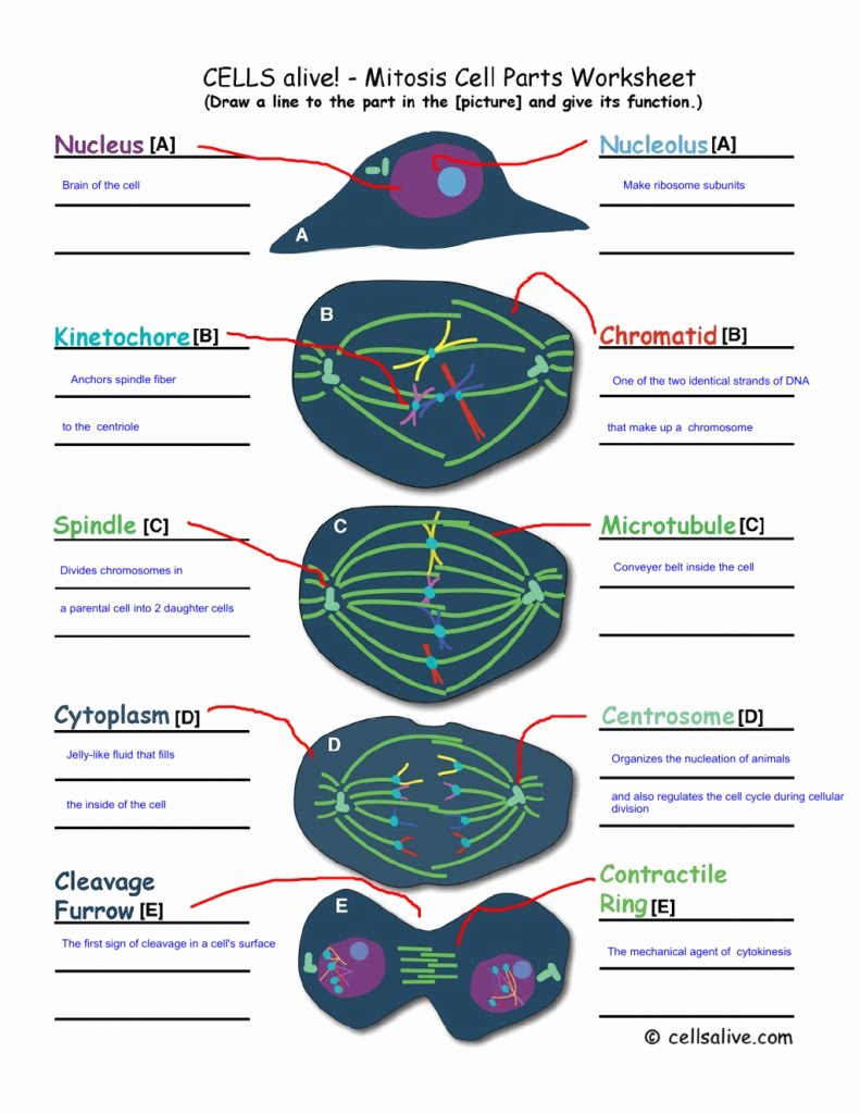 50 Cells Alive Cell Cycle Worksheet