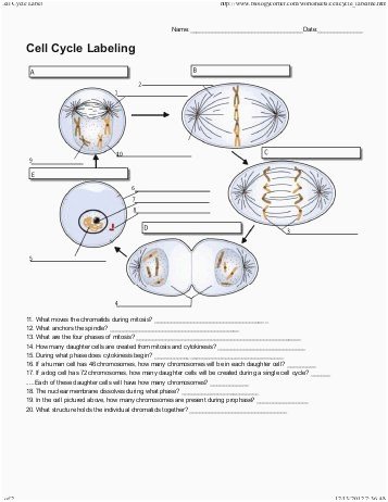 Cells Alive Cell Cycle Worksheet Lovely 24 Inspirational Cells Alive Cell Cycle Worksheet