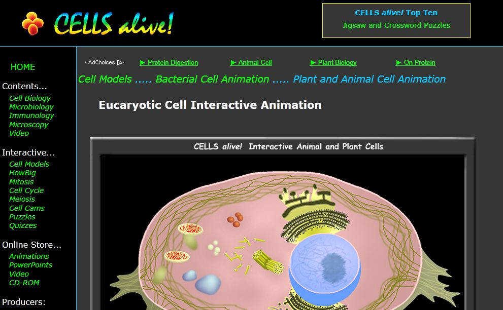Cells Alive Cell Cycle Worksheet Lovely Cells Alive Worksheet