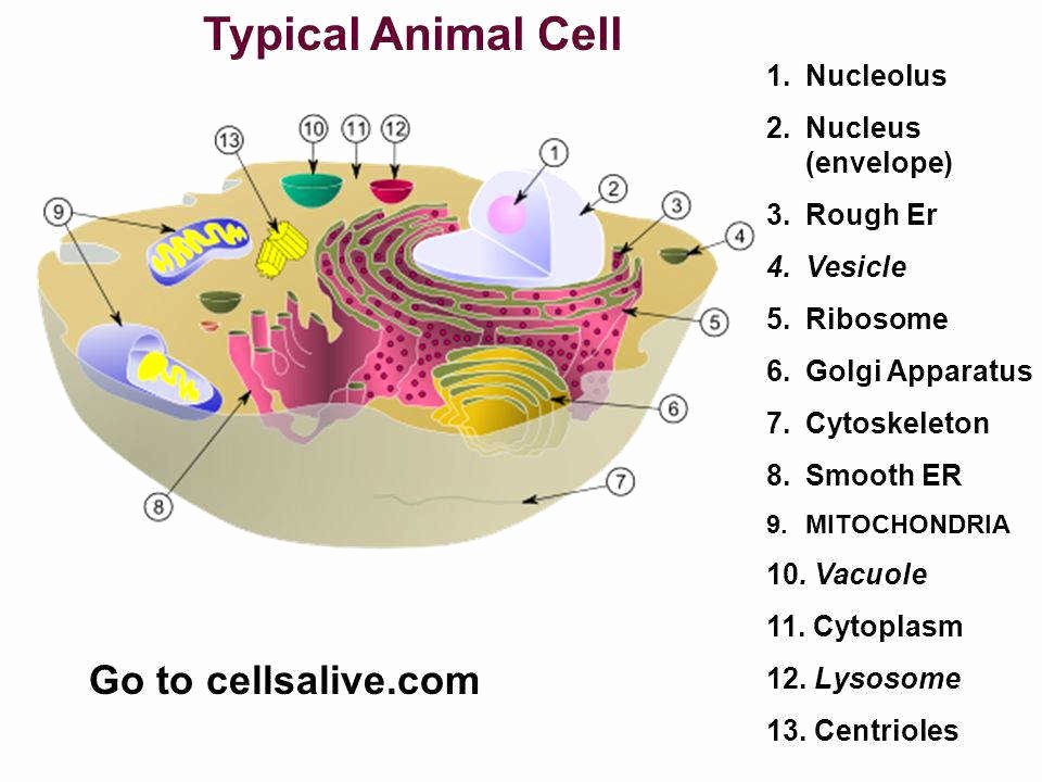 Cells Alive Cell Cycle Worksheet Luxury Cells Alive Worksheet