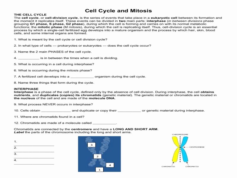 Cells Alive Cell Cycle Worksheet New Cells Alive Cell Cycle Worksheet Answers Free Printable