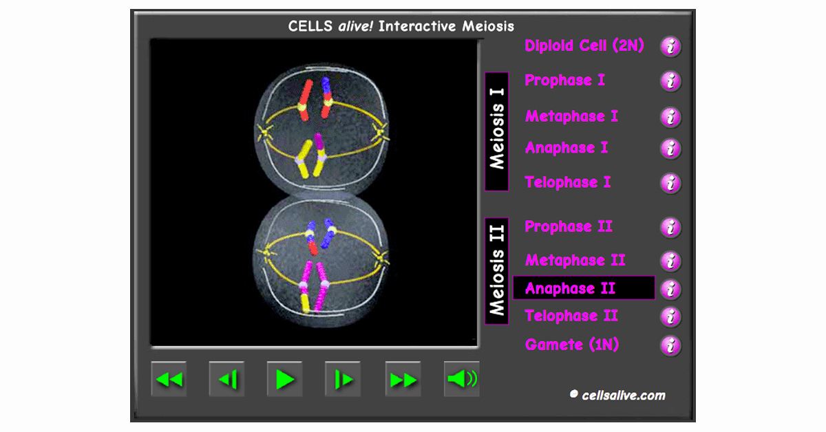 Cells Alive Worksheet Answer Key Beautiful Meiosis Interactive