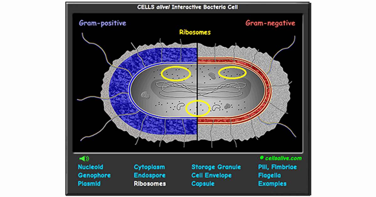 Cells Alive Worksheet Answer Key Elegant Interactive Bacteria Cell Model