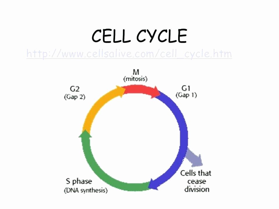 Cells Alive Worksheet Answer Key Fresh 24 Inspirational Cells Alive Cell Cycle Worksheet