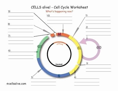 cells alive cell cycle worksheet