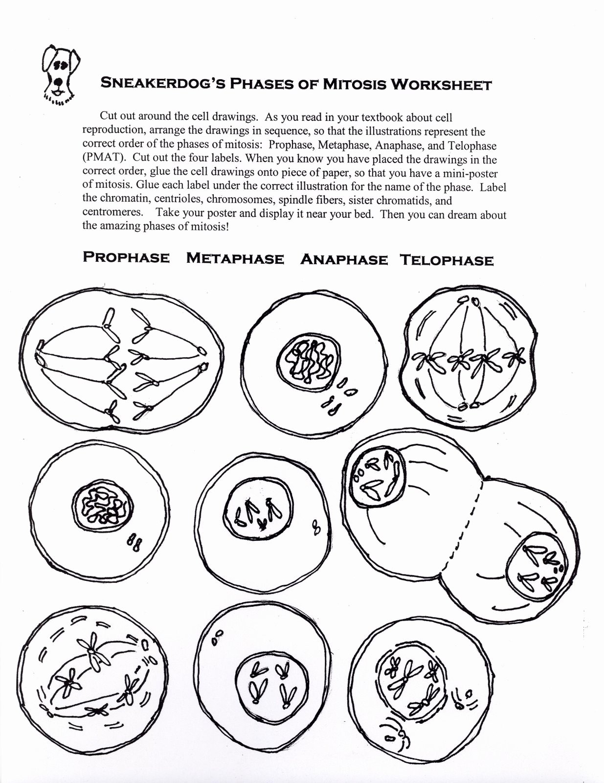 Cells Alive Worksheet Answer Key Inspirational the Cell Cycle Coloring Worksheet Answers