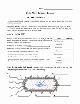 Cells Alive Worksheet Answer Key Inspirational Webquest 7 3 Cells Alive