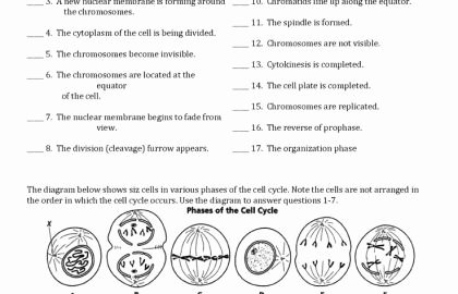 Cells Alive Worksheet Answer Key New 24 Inspirational Cells Alive Cell Cycle Worksheet