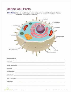 Cells and organelles Worksheet Beautiful Fifth Grade Life Science Worksheets Functions Of Cell
