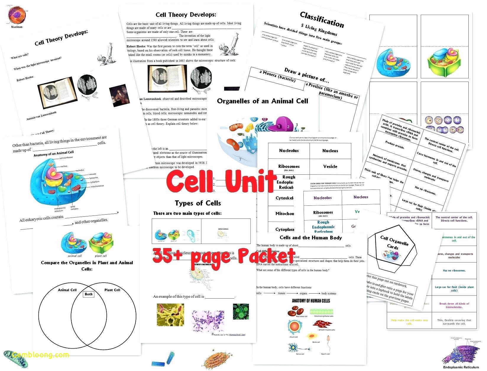Cells and their organelles Worksheet Awesome Cell organelles Worksheet Cramerforcongress