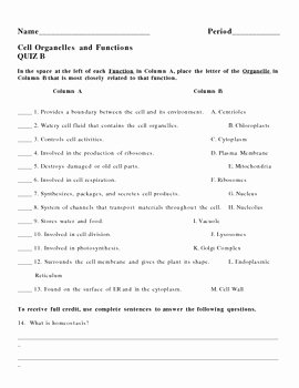 Cells and their organelles Worksheet Lovely Cell organelles and Functions Quiz B by Lisa Michalek