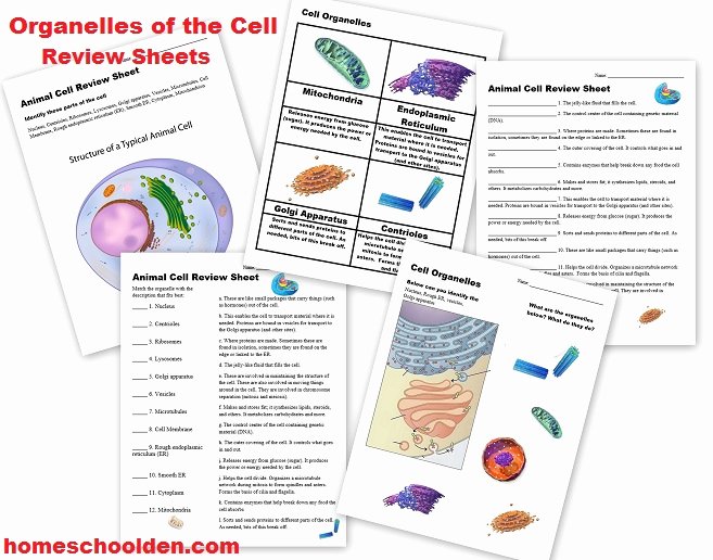 Cells and their organelles Worksheet New Cell Unit Cell organelles and their Function Animal Vs