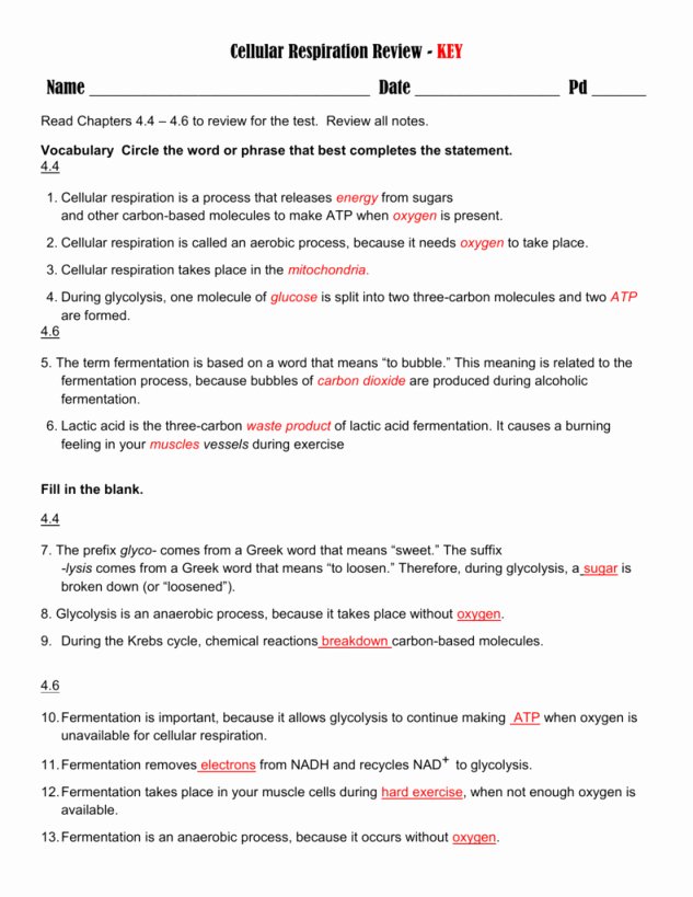 Cellular Respiration Review Worksheet Awesome Cellular Respiration Breaking Down Energy Worksheet