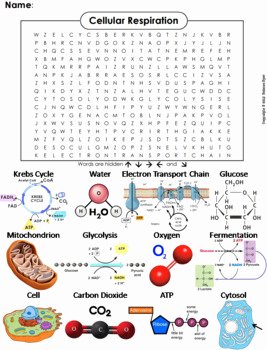 Cellular Respiration Review Worksheet Awesome Cellular Respiration Worksheet Word Search by Science