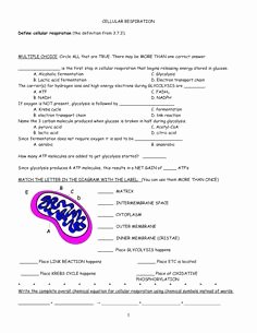 Cellular Respiration Review Worksheet Awesome Photosynthesis and Cellular Respiration Worksheet Google