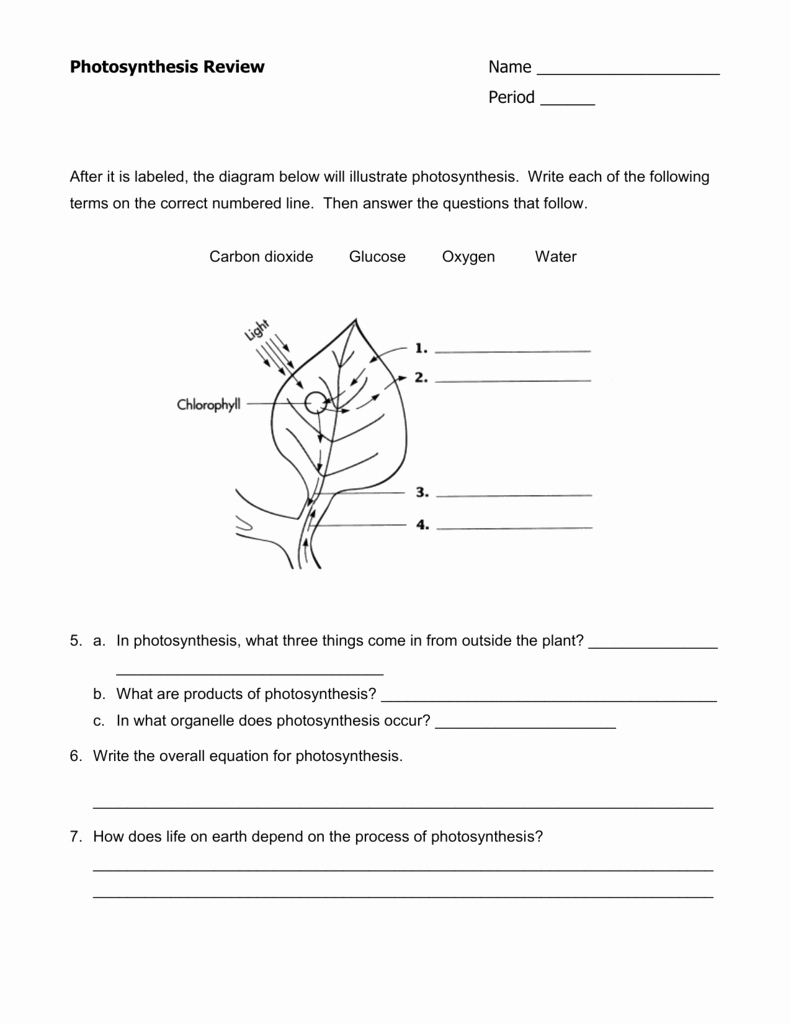 Cellular Respiration Review Worksheet Awesome Synthesis Concept Map Worksheet Answers