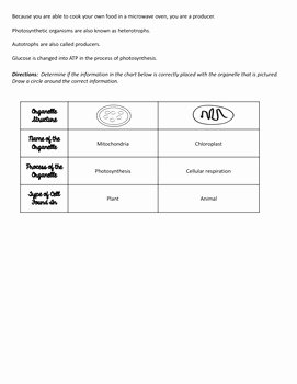 Cellular Respiration Review Worksheet Beautiful Cell Energy Worksheet for Review or assessment Of