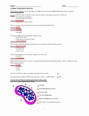 Cellular Respiration Review Worksheet Luxury Respiration Cellular Respiration How is Energy