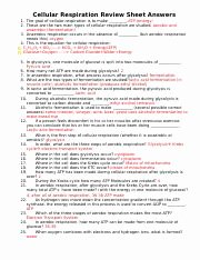 Cellular Respiration Review Worksheet New assignment 3 2 Biological Science Line Bsc