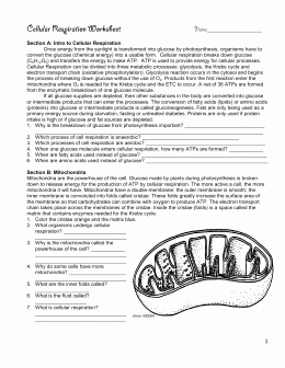 Cellular Respiration Worksheet Answer Key Beautiful Studylib Essys Homework Help Flashcards Research