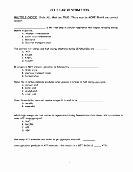 Cellular Respiration Worksheet Answer Key Inspirational What Should I Know About Respiration Name Answers