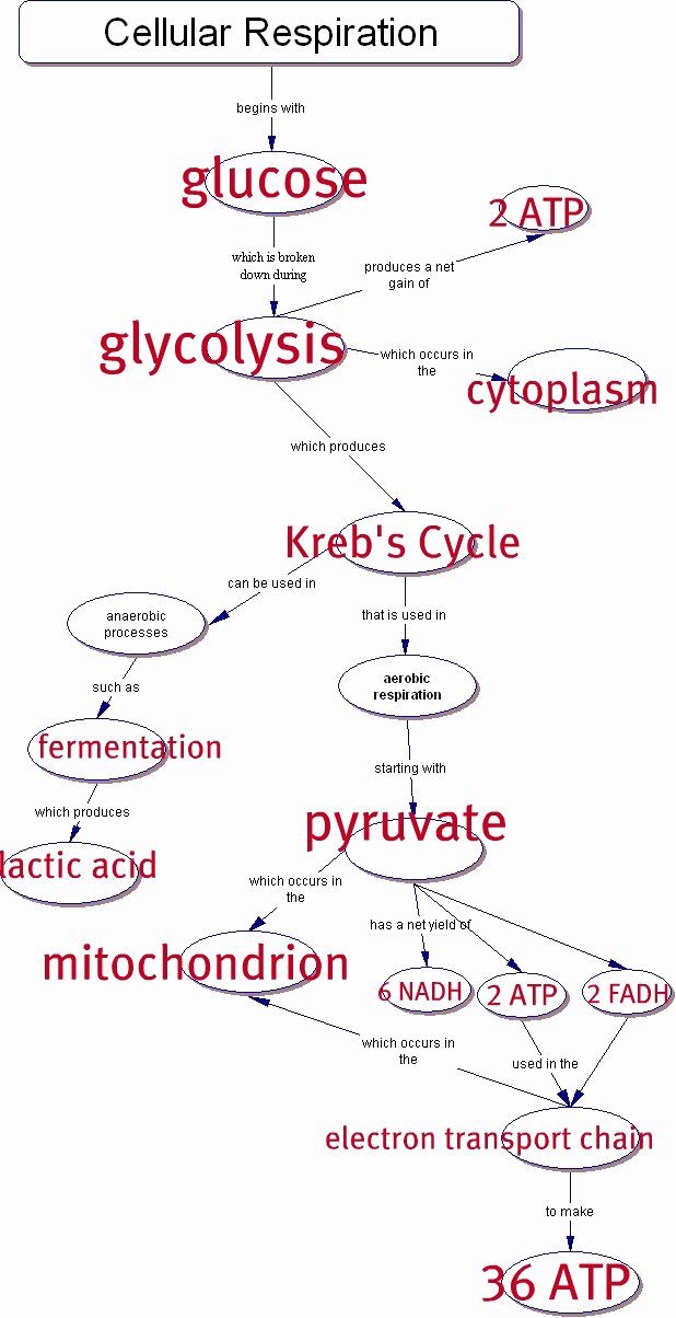 Cellular Respiration Worksheet Answer Key Lovely Cell Concept Map Answer Key