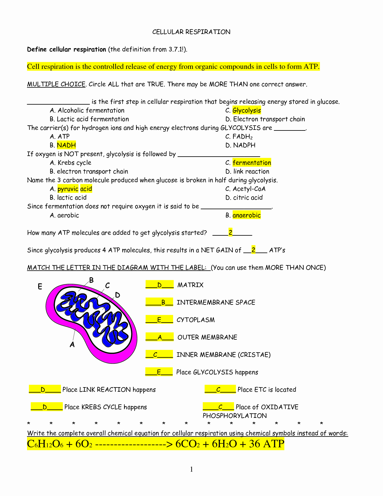 Cellular Respiration Worksheet Answer Key Lovely Worksheets atp Worksheet Waytoohuman Free Worksheets for