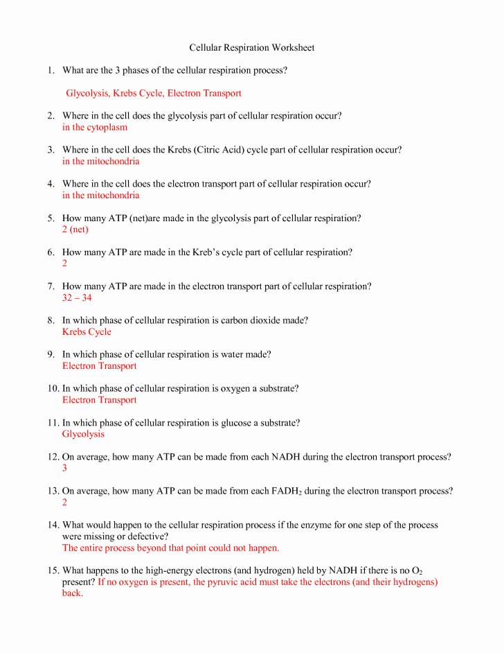 50 Cellular Respiration Worksheet Answer Key