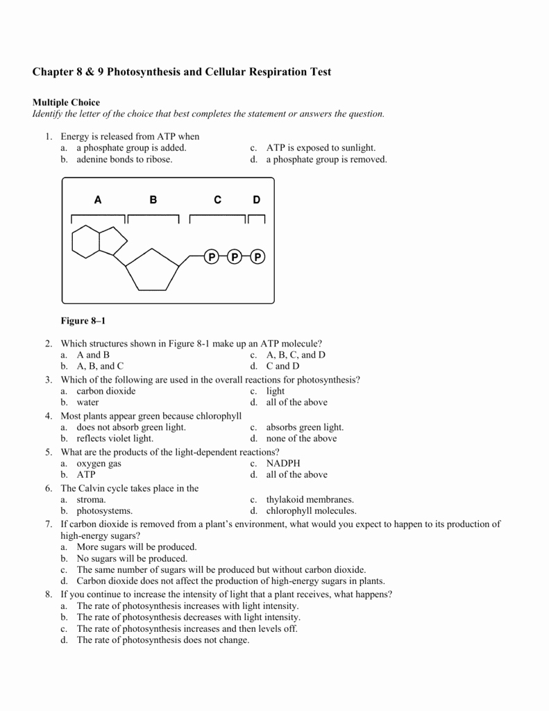 Cellular Respiration Pogil Worksheet Answer Key 14 Best Images of Photosynthesis Worksheets