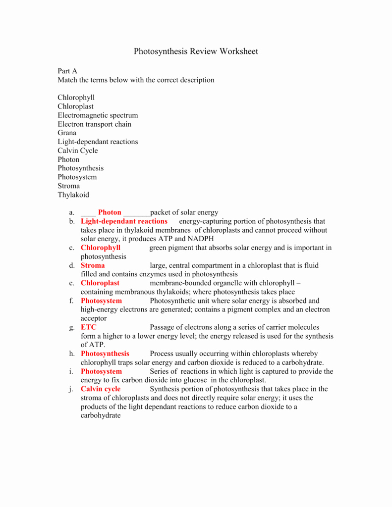 Cellular Respiration Worksheet Key Elegant Synthesis Review Worksheet