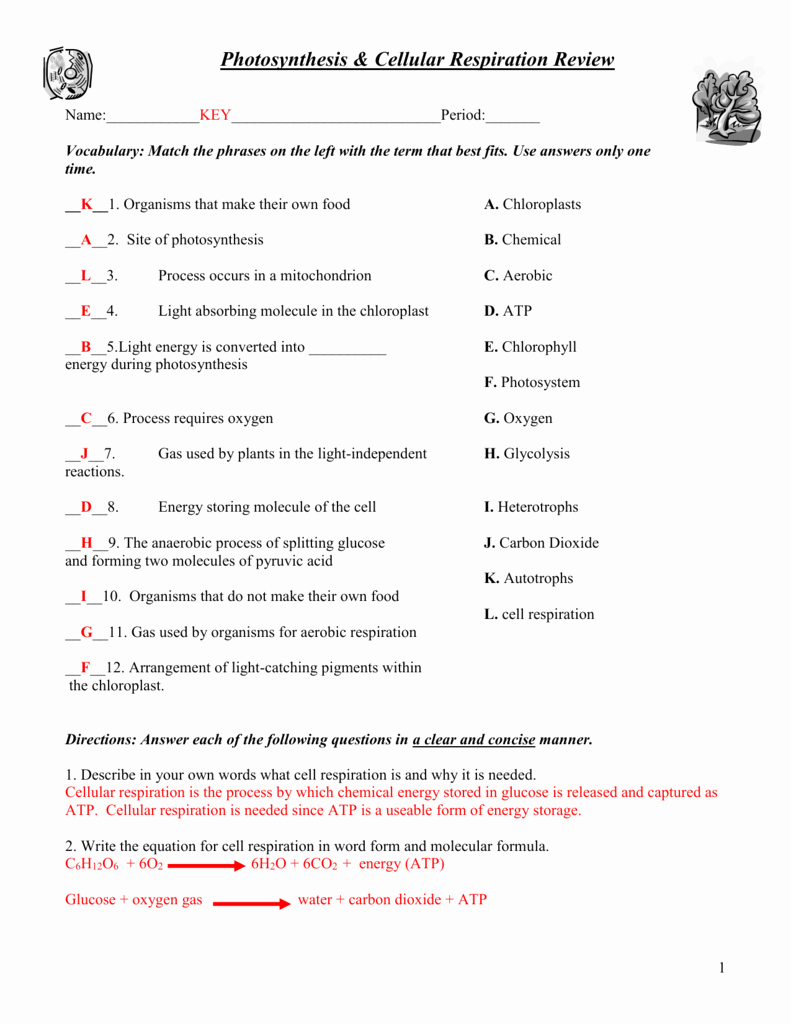 Cellular Respiration Worksheet Key Lovely Synthesis &amp; Cellular Respiration Worksheet