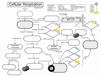 Cellular Respiration Worksheet Key Luxury Cellular Respiration Graphic organizer Key by