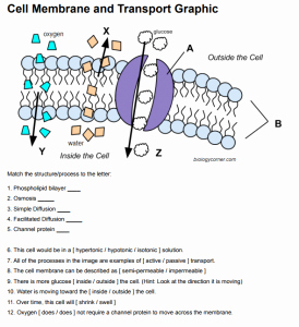 Cellular Transport Worksheet Answer Key Awesome Cell Membrane and Transport