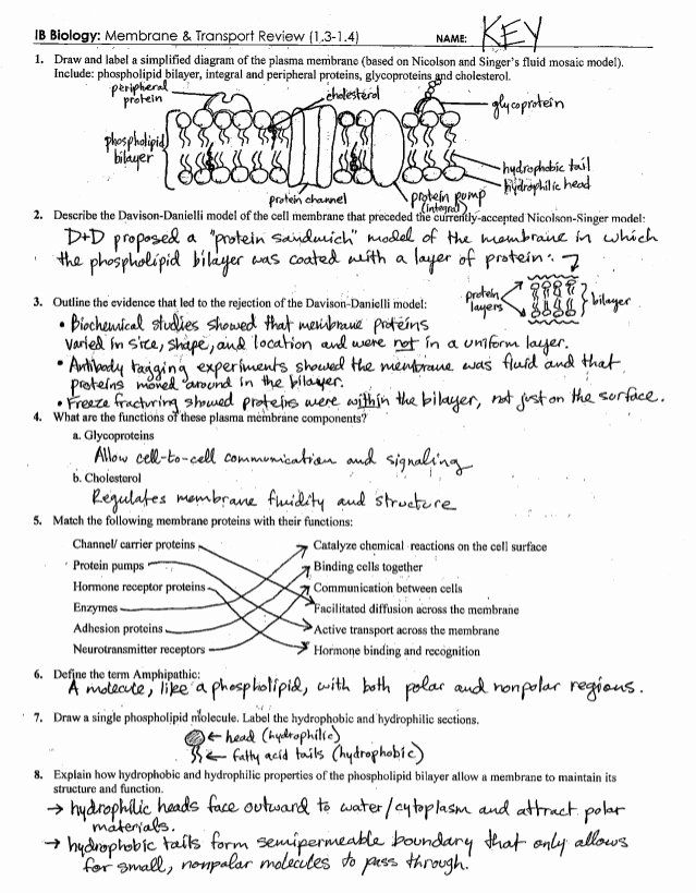 Cellular Transport Worksheet Answer Key