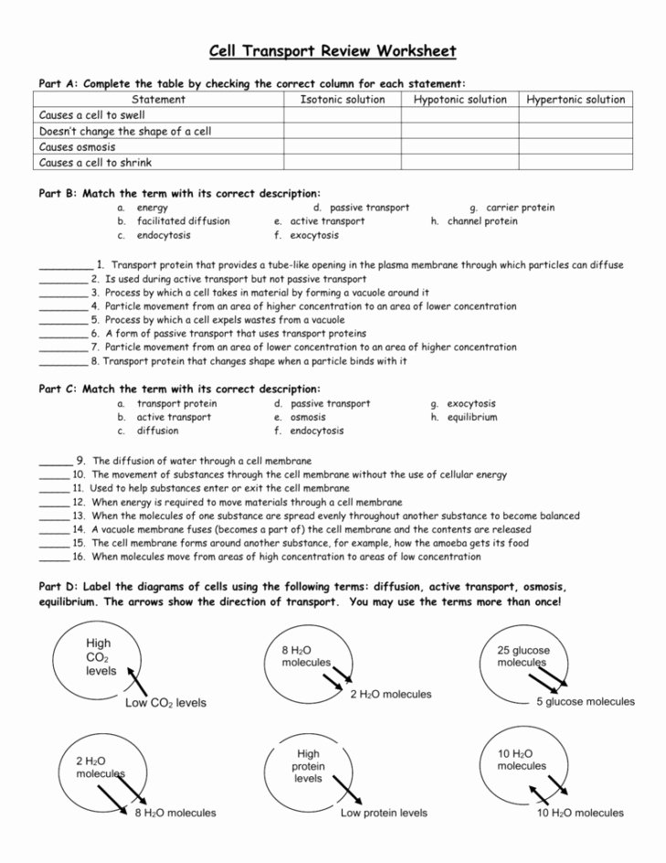 Cellular Transport Worksheet Answer Key Unique Diffusion and Osmosis Worksheet Answers