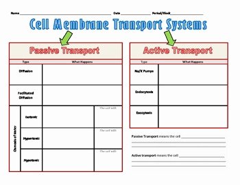 Graphic Organizer for Cell Transport Systems