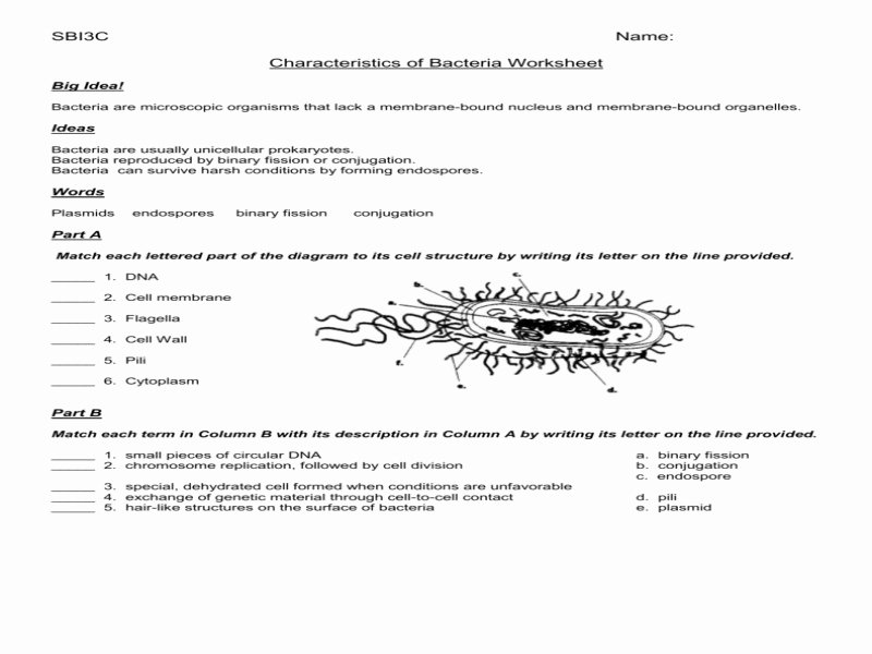 Characteristics Of Bacteria Worksheet Awesome Virus and Bacteria Worksheet Answers Free Printable