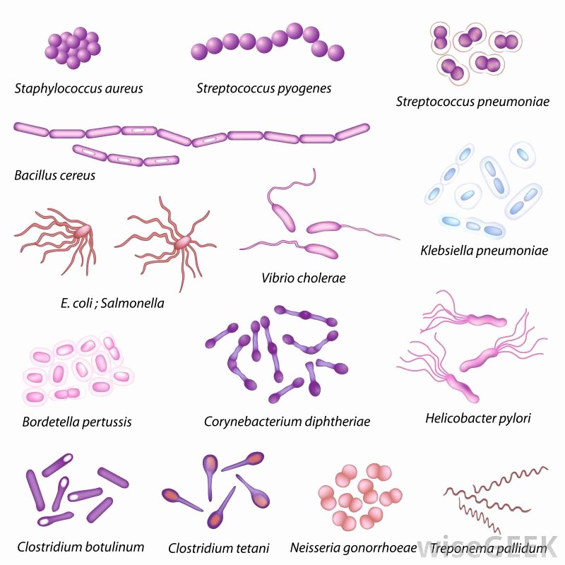 Characteristics Of Bacteria Worksheet Beautiful What are some Structural Characteristics Of Bacteria
