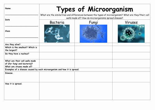 Characteristics Of Bacteria Worksheet Best Of Microorganisms Table Bacteria Fungi Viruses by Petejago